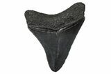 Serrated, Fossil Megalodon Tooth - South Carolina #374778-1